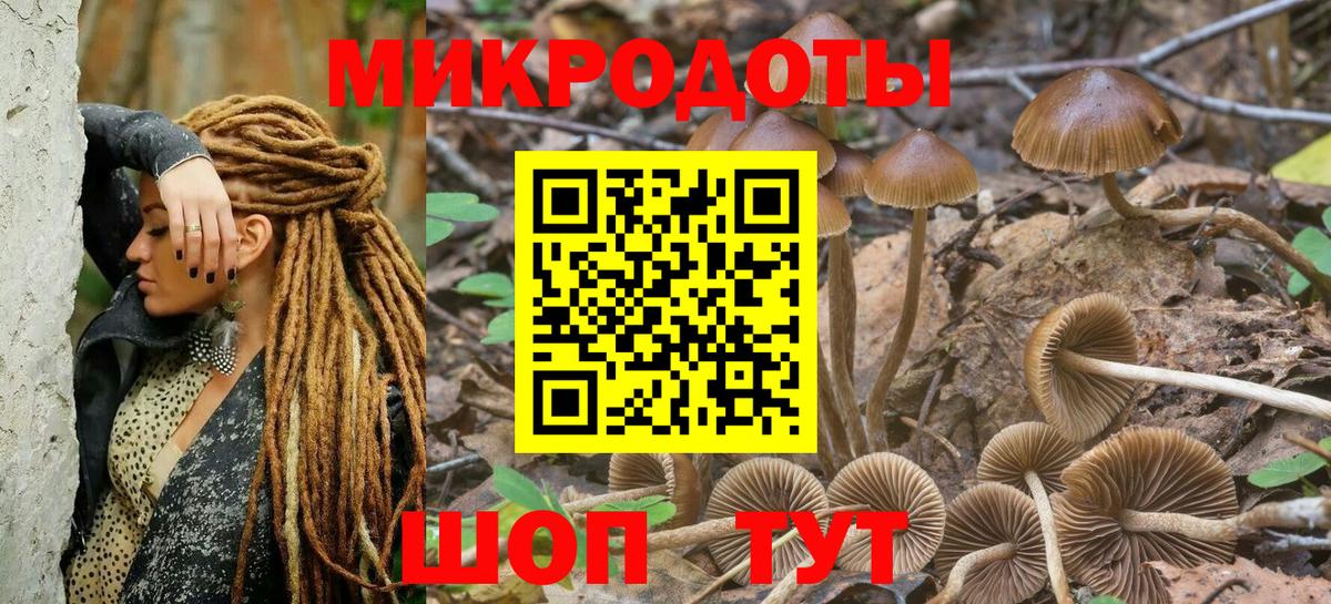 Галлюциногенные грибы Psilocybe Новоуральск